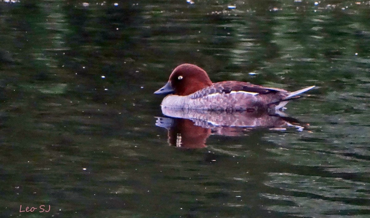 Common Goldeneye - ML106229631