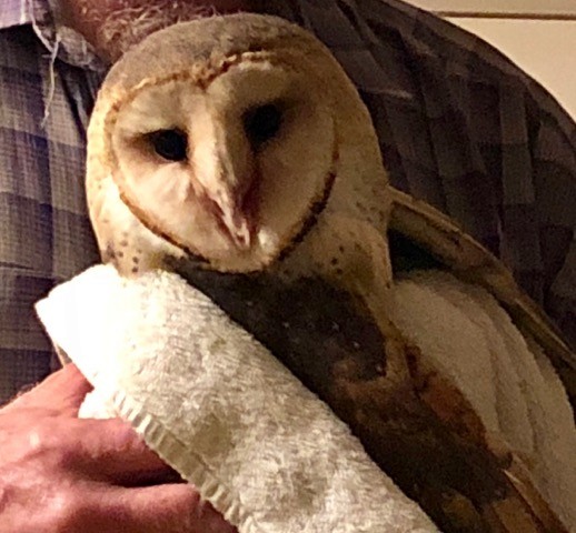 Barn Owl - ML106229681