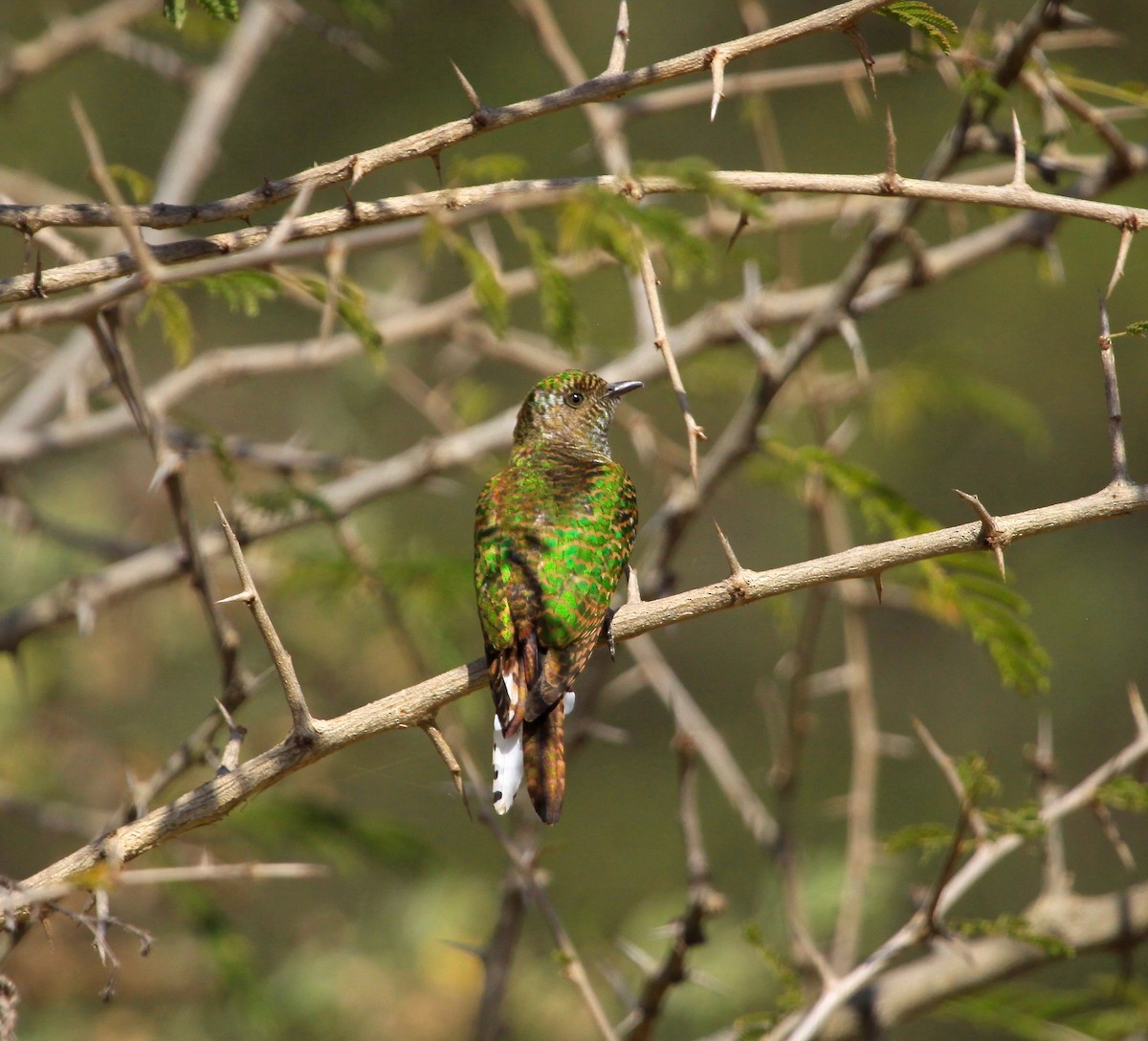 Klaas's Cuckoo - ML106232771