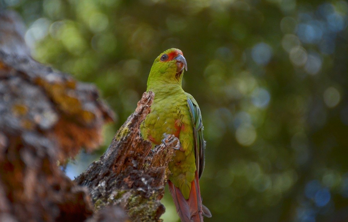 Slender-billed Parakeet - Pablo Gutiérrez Maier