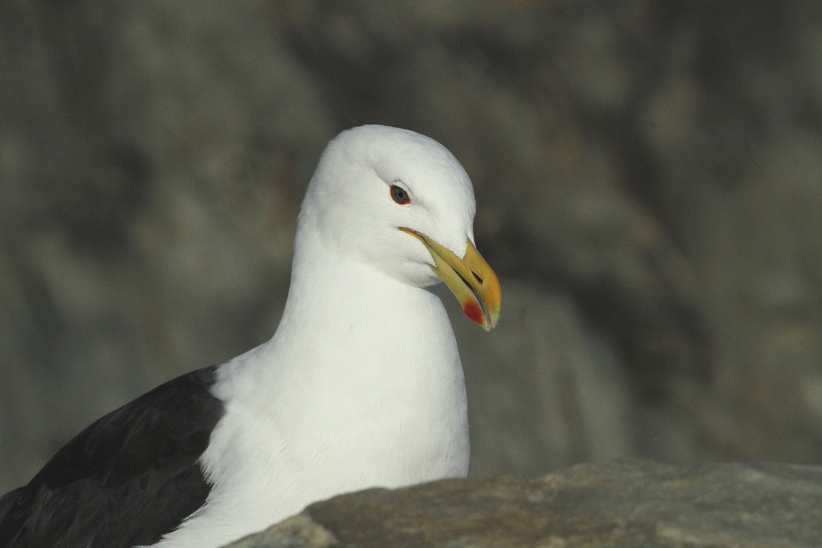 Kelp Gull (vetula) - ML106233731