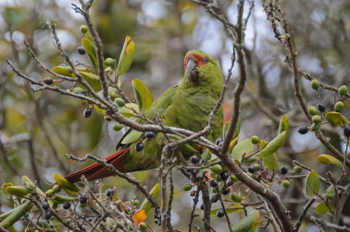 Slender-billed Parakeet - Pablo Gutiérrez Maier