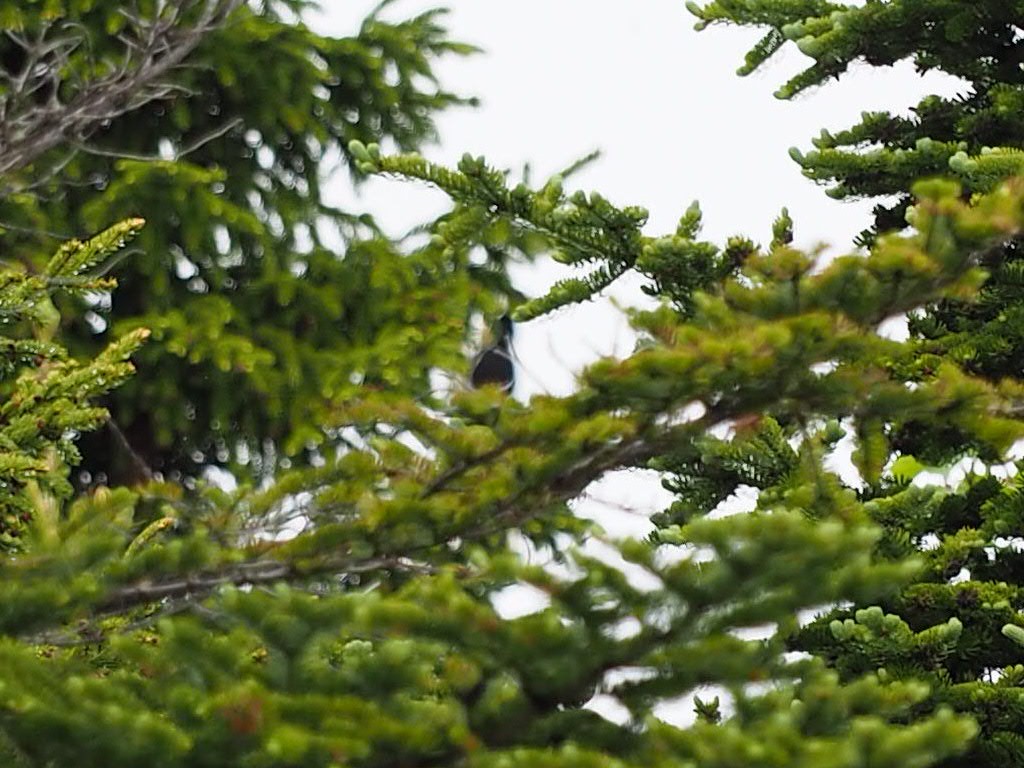 Black-backed Woodpecker - Thierry Grandmont