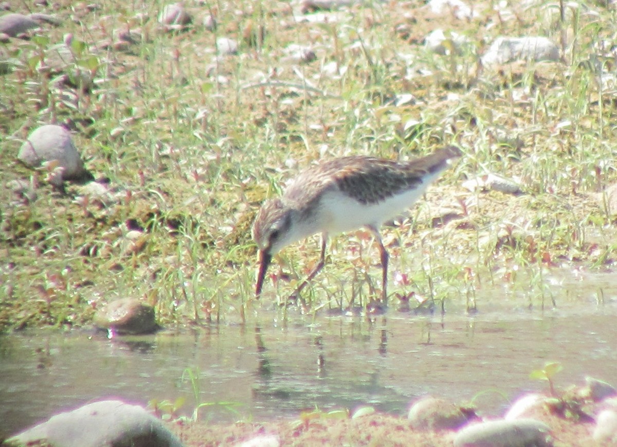 Western Sandpiper - ML106236451