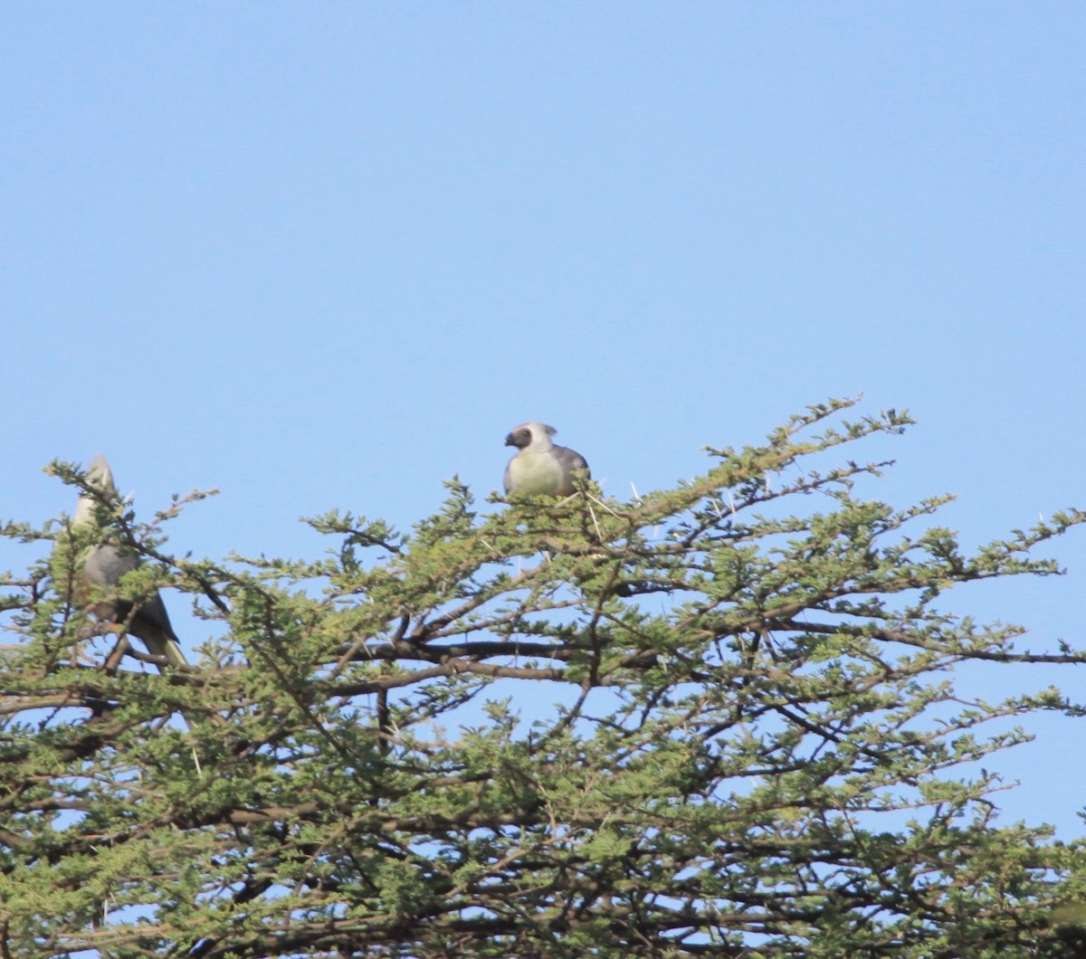 Bare-faced Go-away-bird - Roger Clark