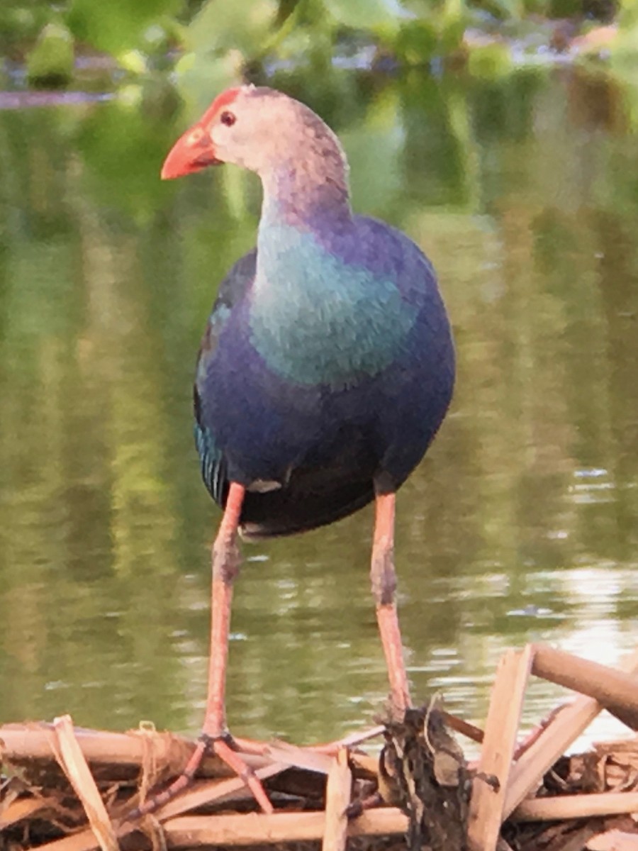 Gray-headed Swamphen - ML106240001