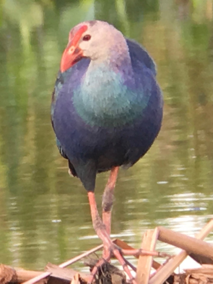 Gray-headed Swamphen - ML106240031