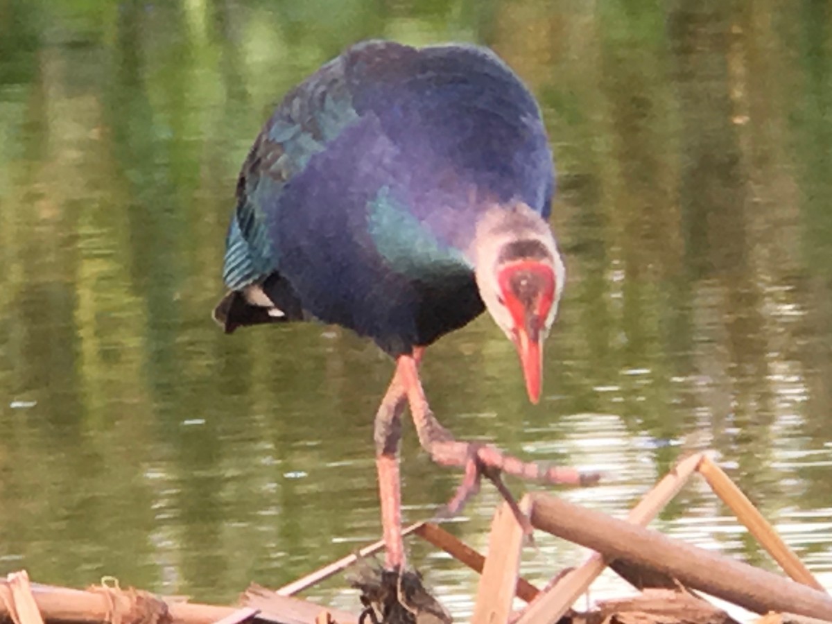 Gray-headed Swamphen - ML106240041