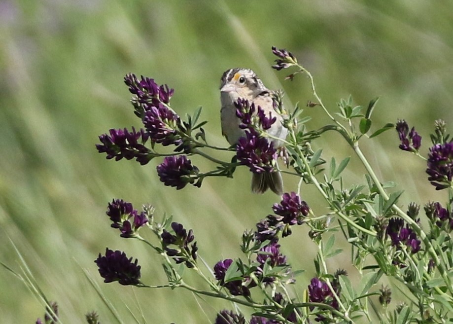 Grasshopper Sparrow - Dean LaTray