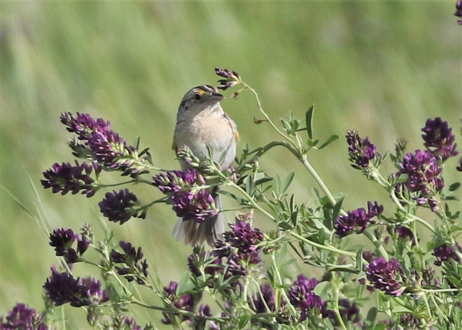 Grasshopper Sparrow - Dean LaTray