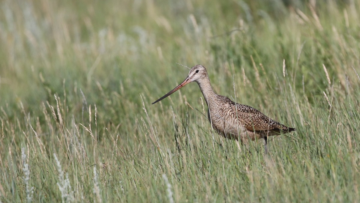 Marbled Godwit - ML106241541