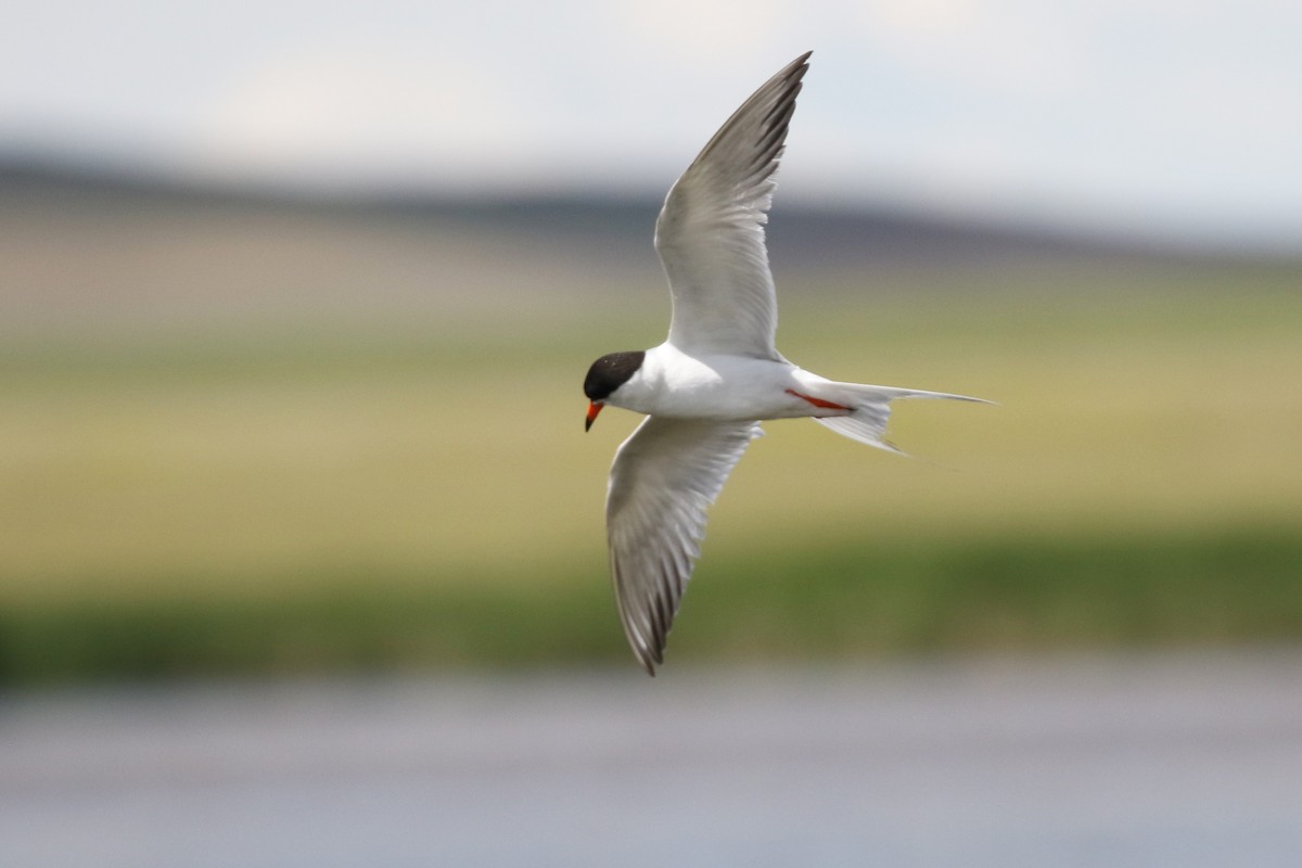 Forster's Tern - ML106241631