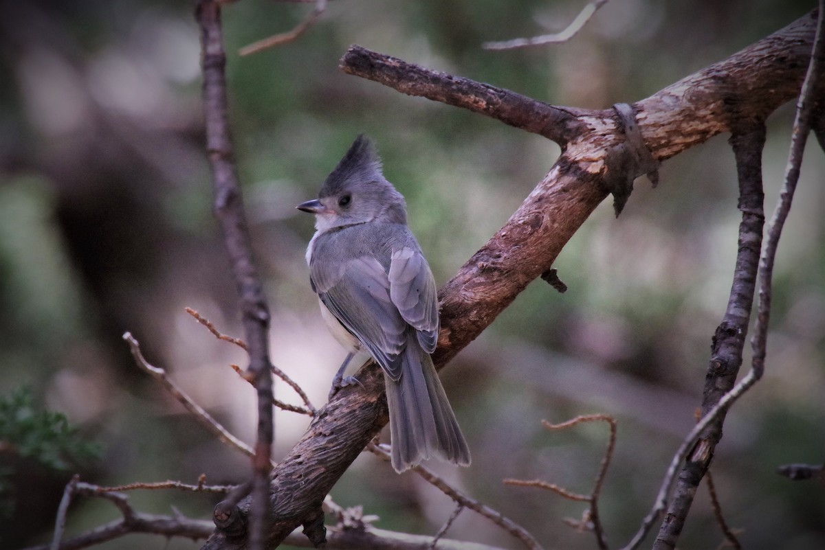 Black-crested Titmouse - ML106244781