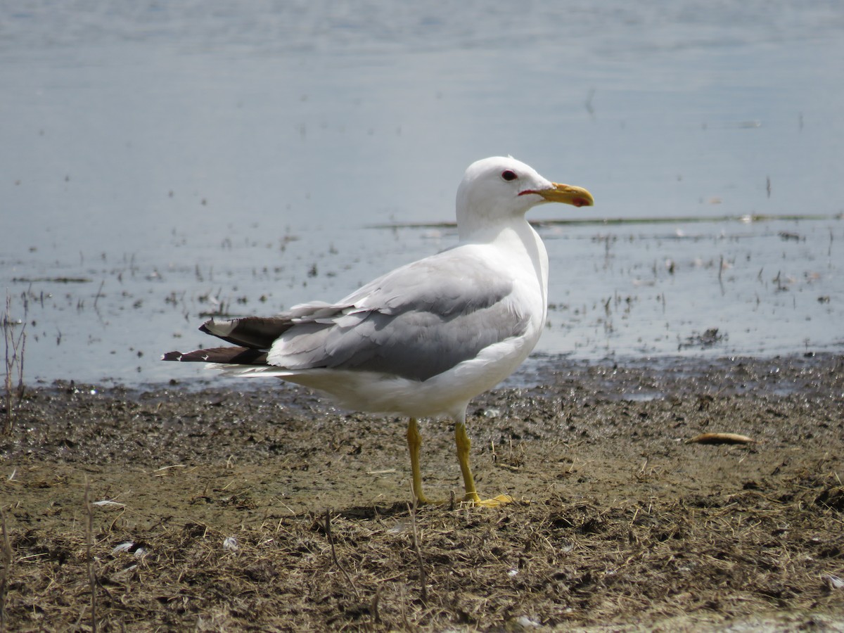 California Gull - ML106245361