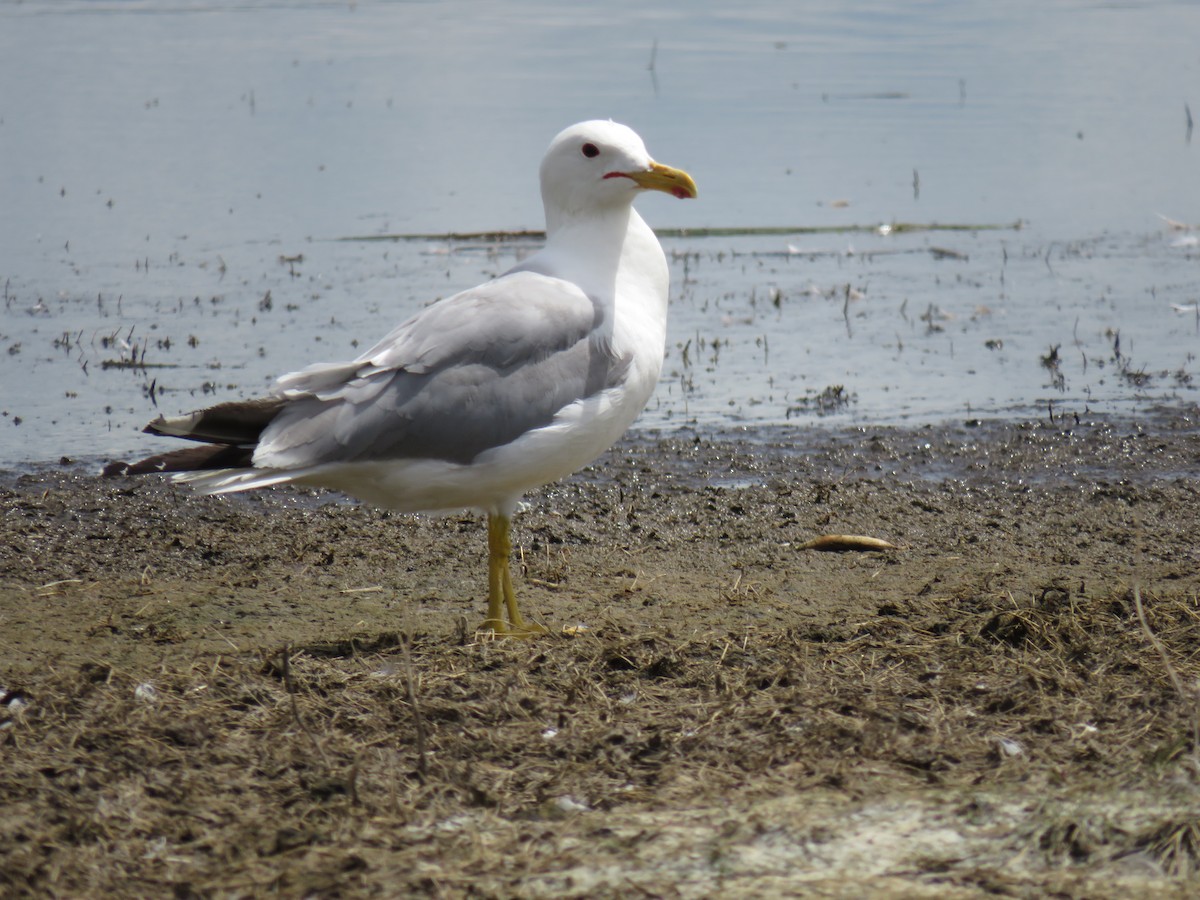 Gaviota Californiana - ML106245371