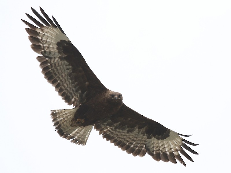 Upland Buzzard - ML106246081