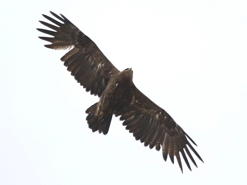 Águila Esteparia - ML106246361