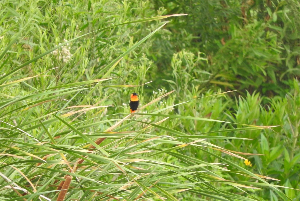 Northern Red Bishop - ML106246821