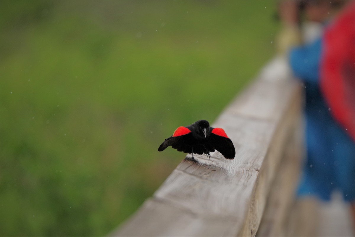 Red-winged Blackbird - Andy Morgan