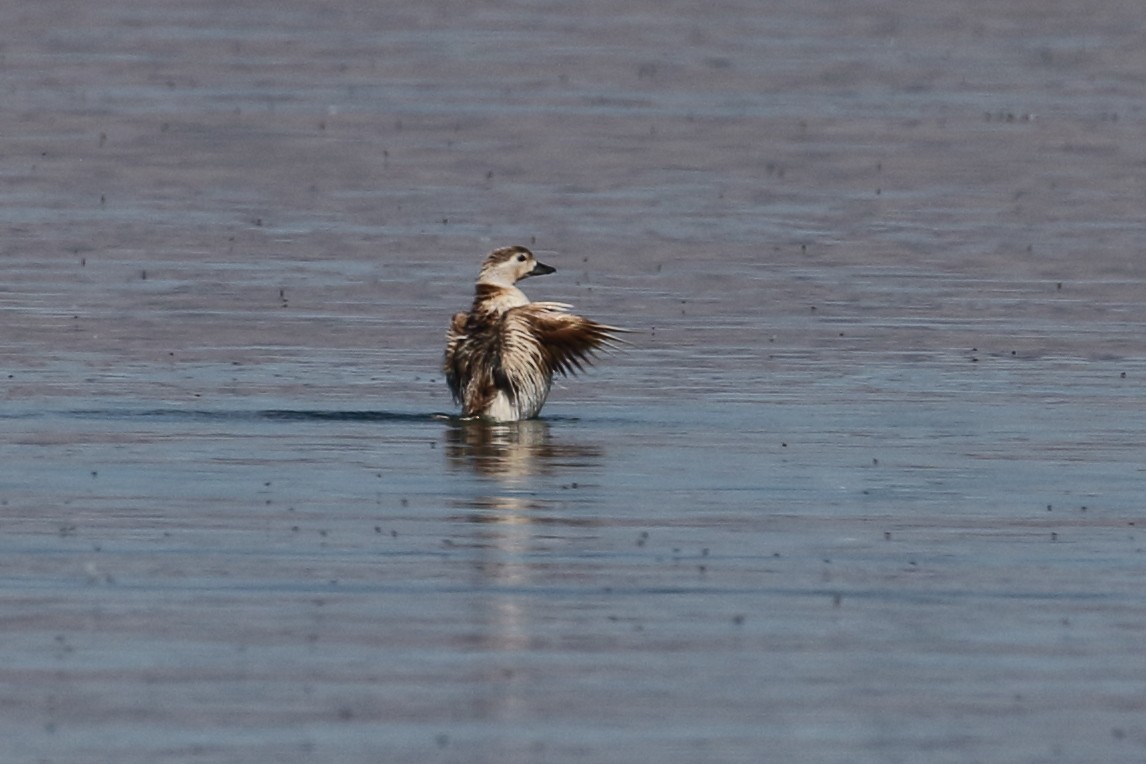 Long-tailed Duck - ML106248421