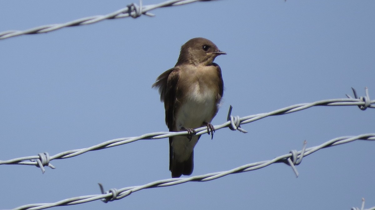 Hirondelle à ailes hérissées - ML106248921