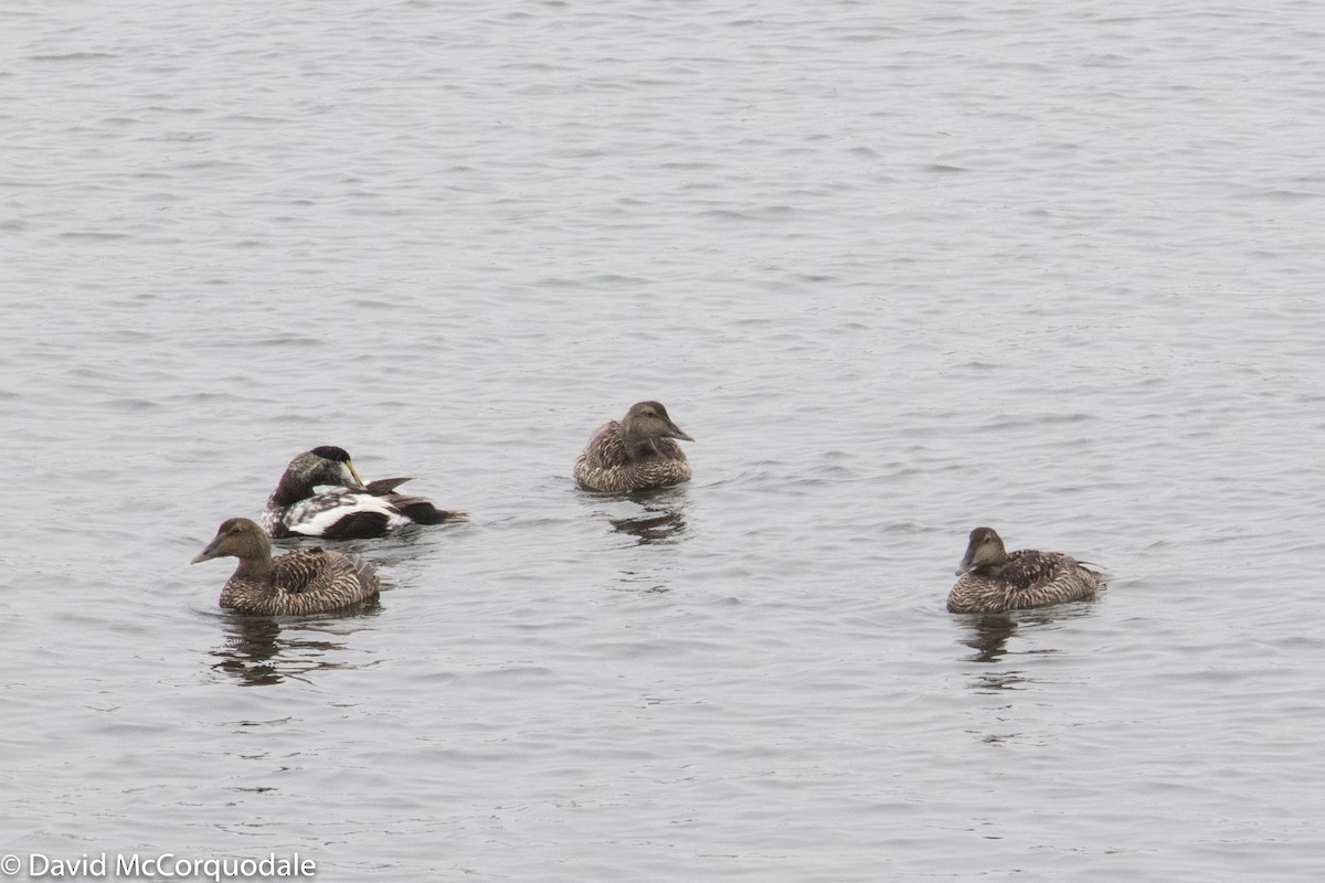 Common Eider - ML106249311