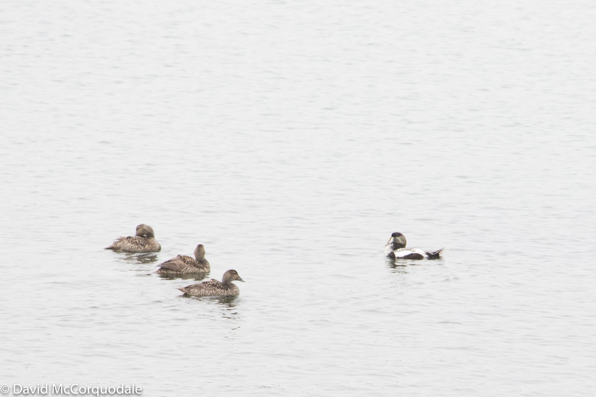 Common Eider - ML106249351