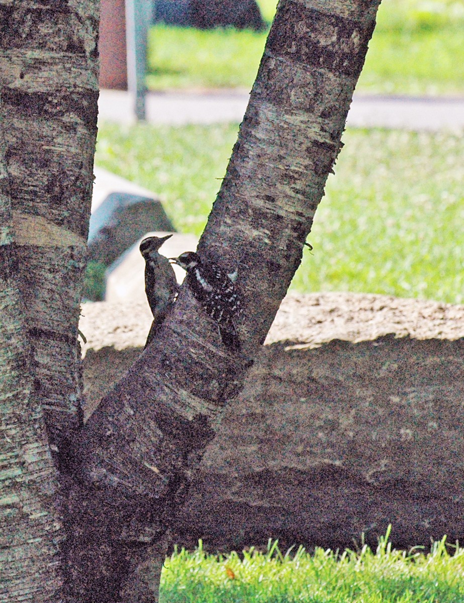 Hairy Woodpecker - Theresa Dobko (td birder)