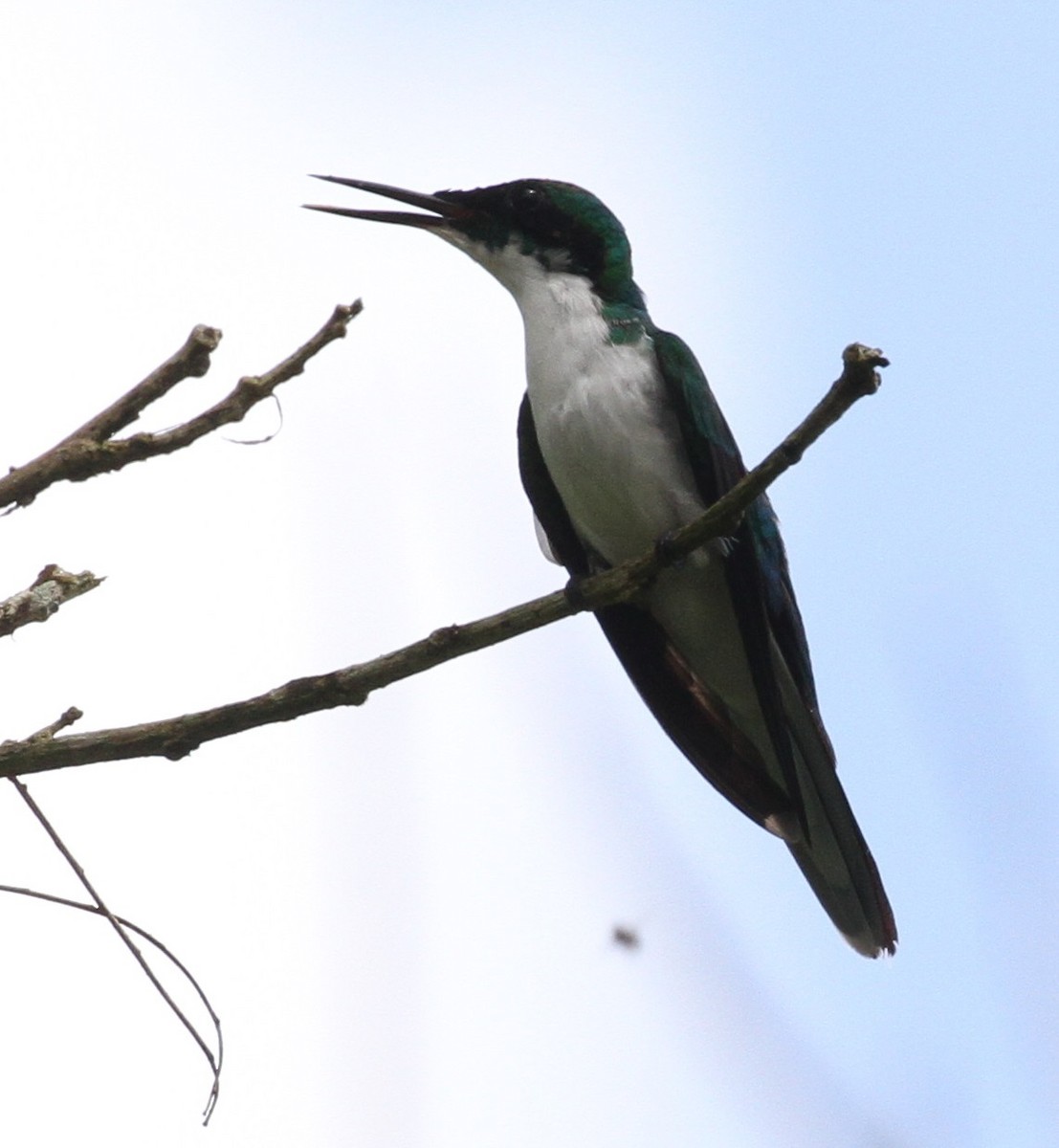 Colibrí Hada Occidental - ML106251121