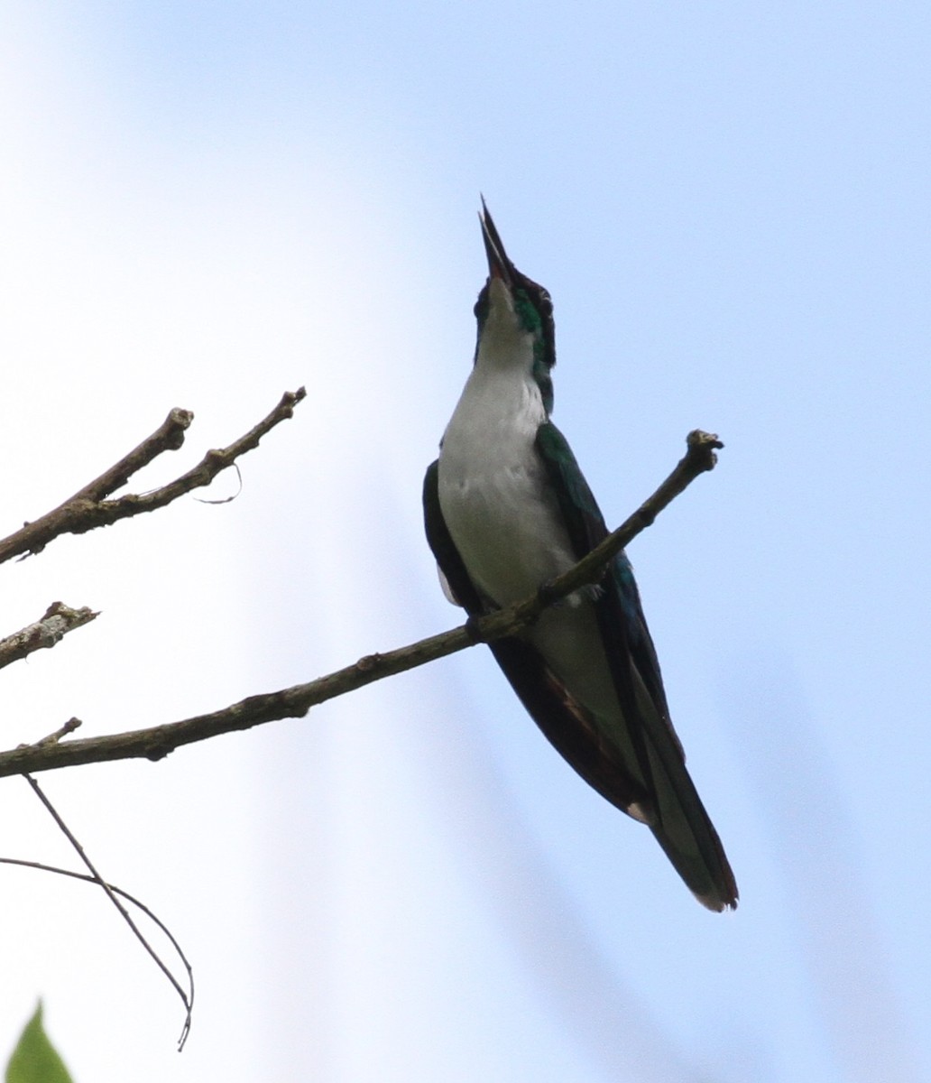 Purple-crowned Fairy - ML106251311