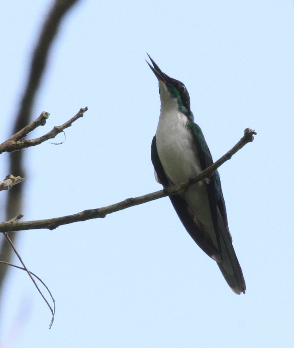 Purple-crowned Fairy - ML106251381