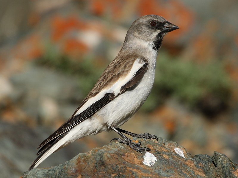 White-winged Snowfinch - ML106252441