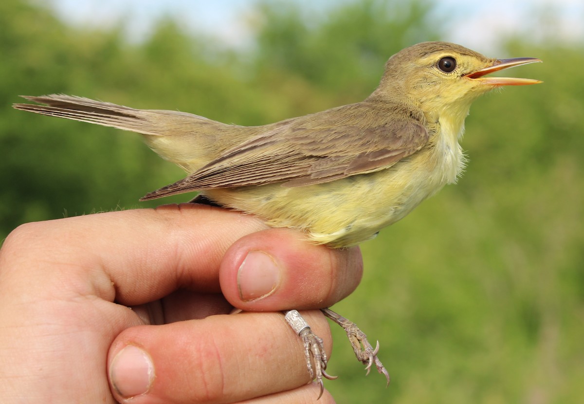 Melodious Warbler - Cedric Kleinert