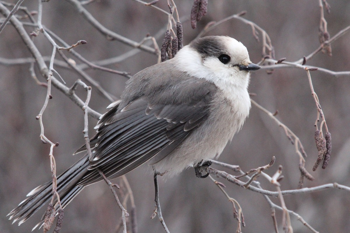 Canada Jay - ML106255281