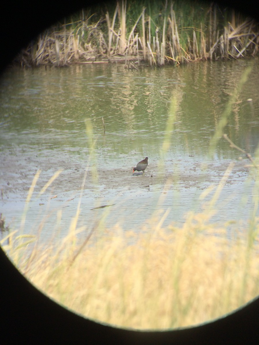 Common Gallinule - ML106257521