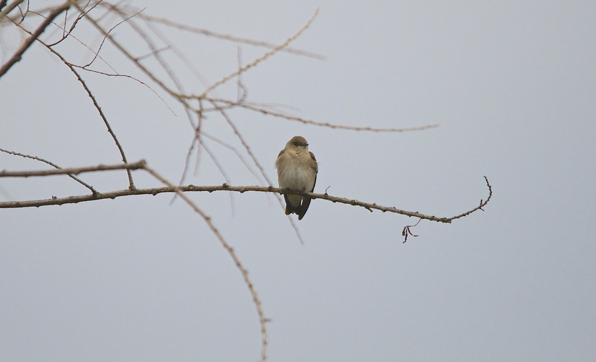 Northern Rough-winged Swallow - ML106260571