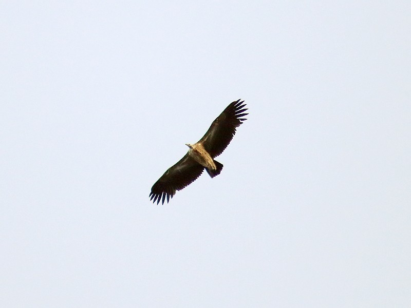 Himalayan Griffon - ML106260611