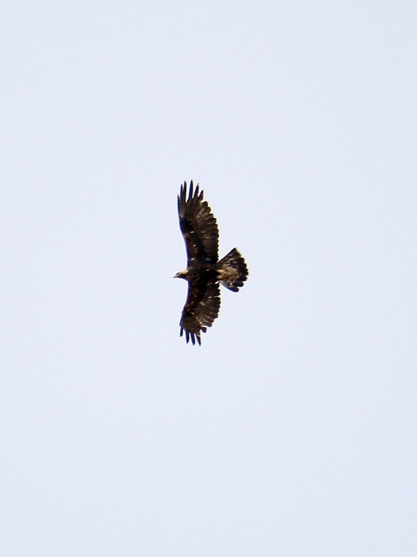 Golden Eagle - ML106260721