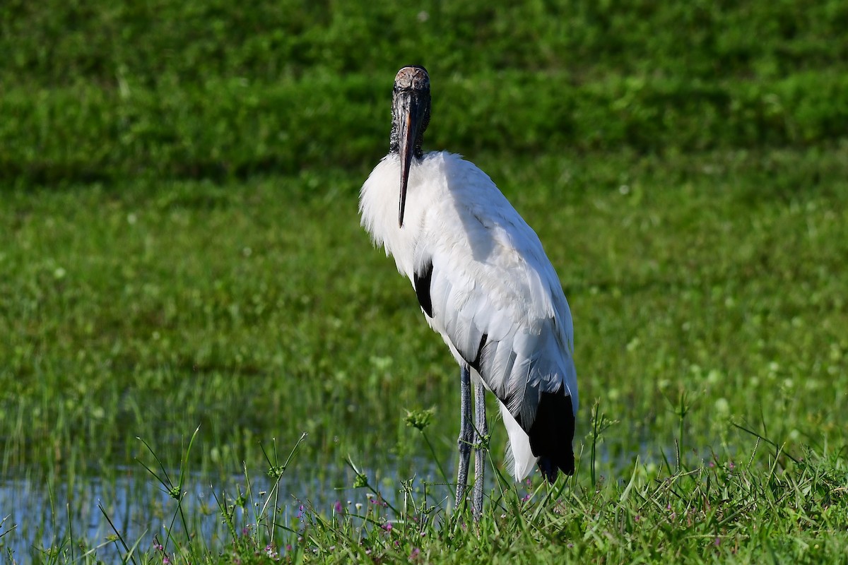 Wood Stork - ML106261041