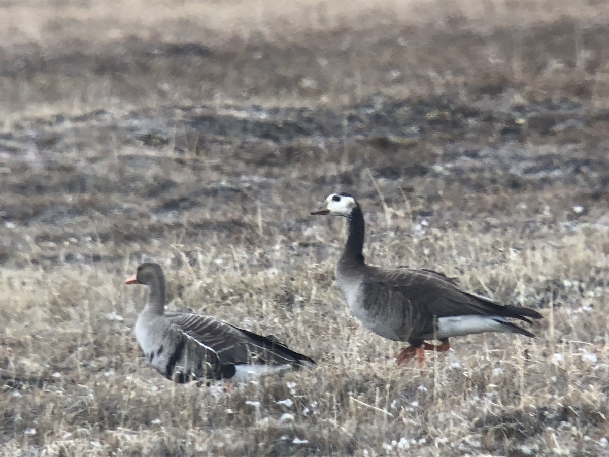 goose sp. - Nick Hajdukovich