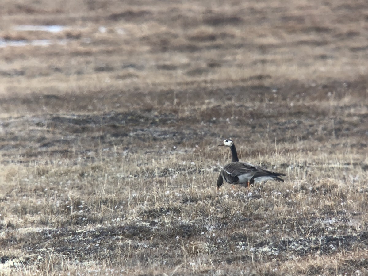 Anser/Branta sp. - ML106261271