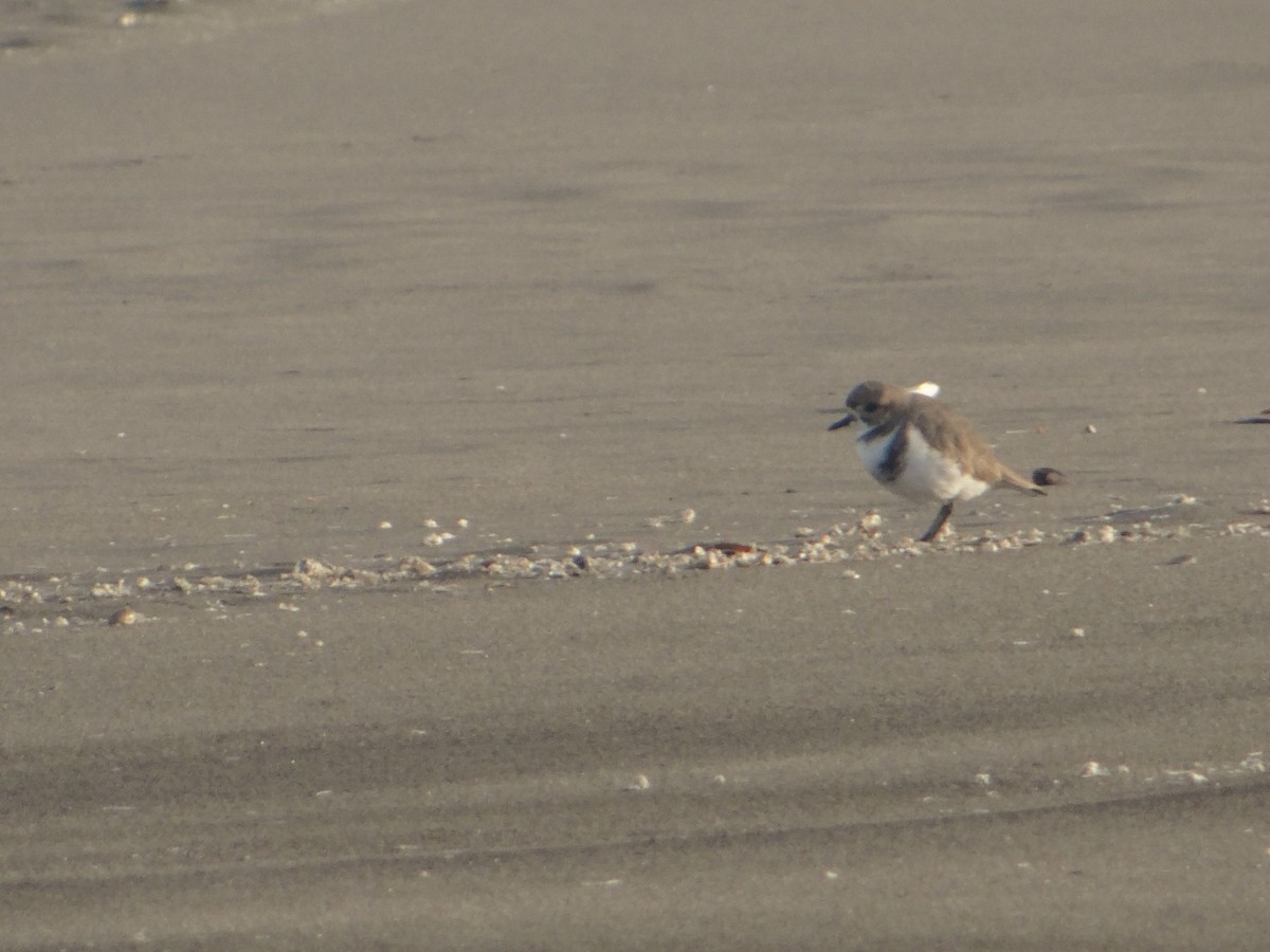 Two-banded Plover - Mats Jonasson