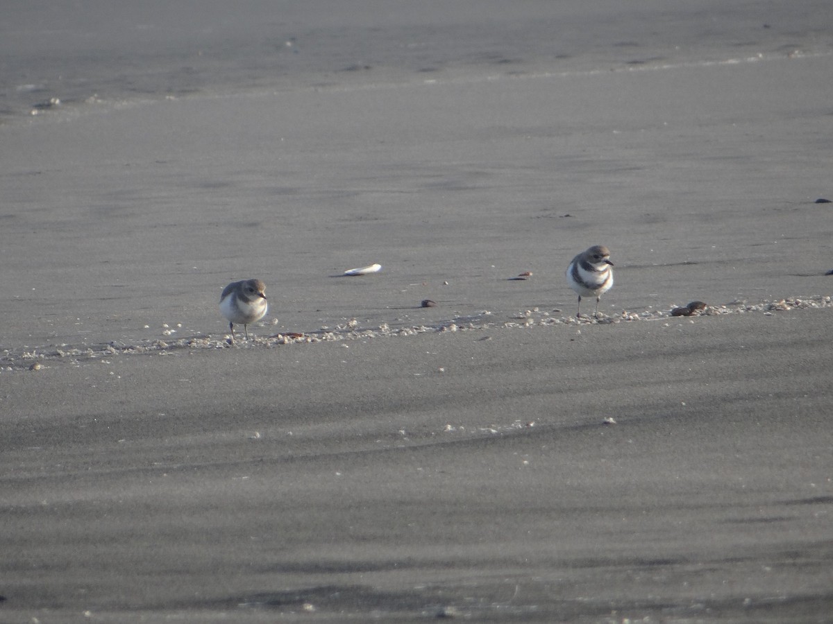 Two-banded Plover - Mats Jonasson