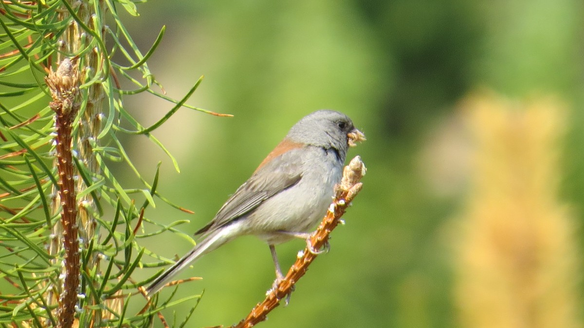 Dark-eyed Junco (Gray-headed) - ML106263431
