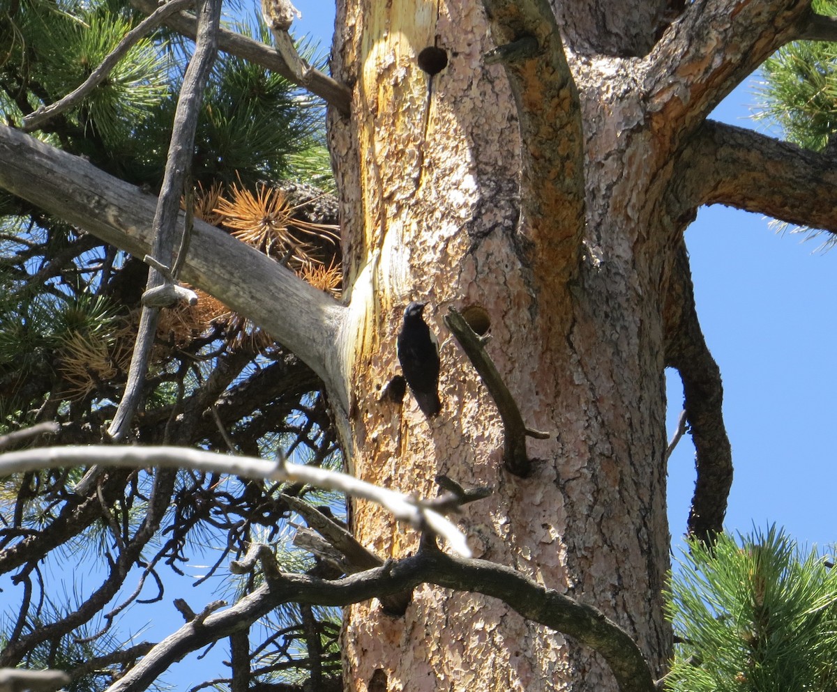 Williamson's Sapsucker - ML106263531