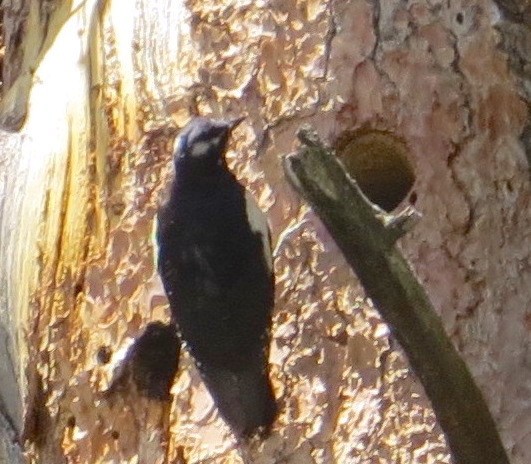 Williamson's Sapsucker - ML106263561