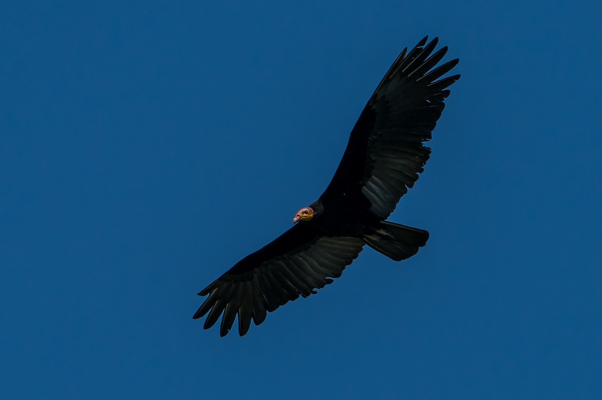 Greater Yellow-headed Vulture - Joao Quental JQuental