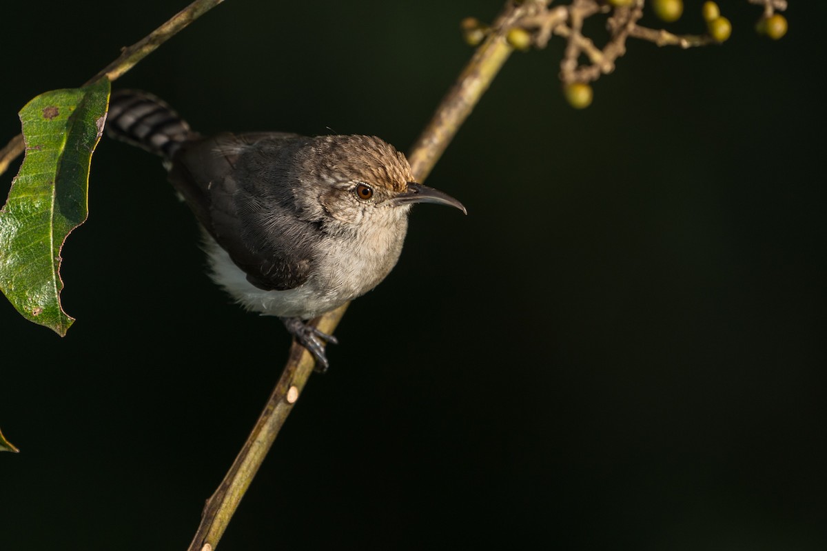 Tooth-billed Wren - ML106264011