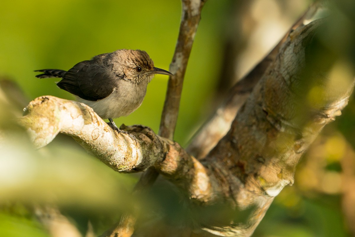 Tooth-billed Wren - Joao Quental JQuental