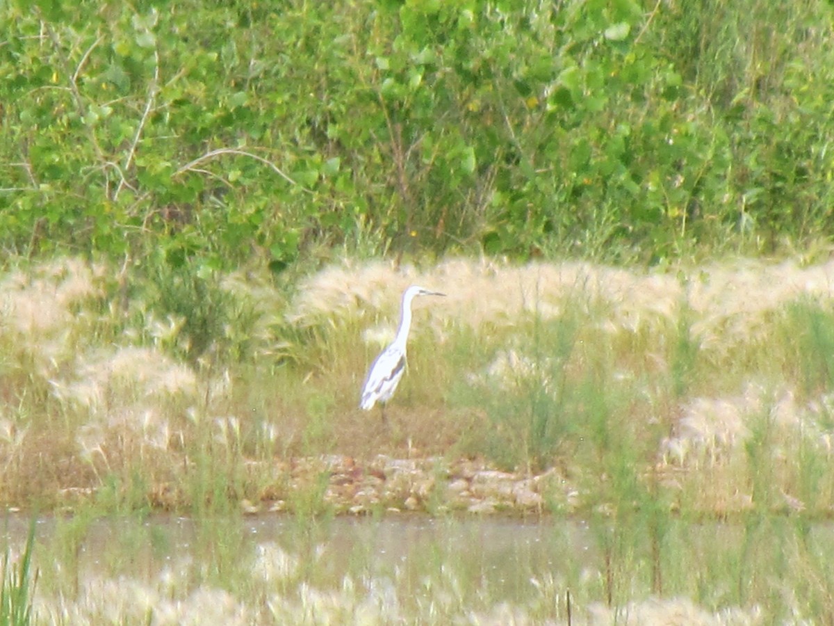 Little Blue Heron - ML106264311